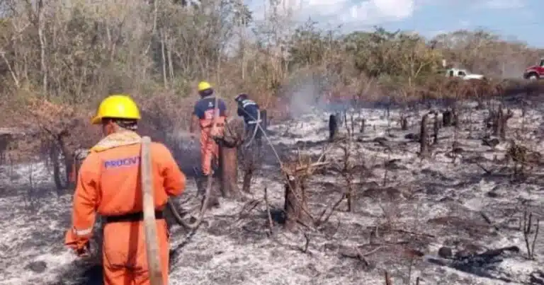 incendios forestales disminuyen 40 en yucatán durante 2026