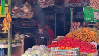 jitomate baja de precio en yucatán tras alcanzar más de 50 pesos por kilo durante cuaresma