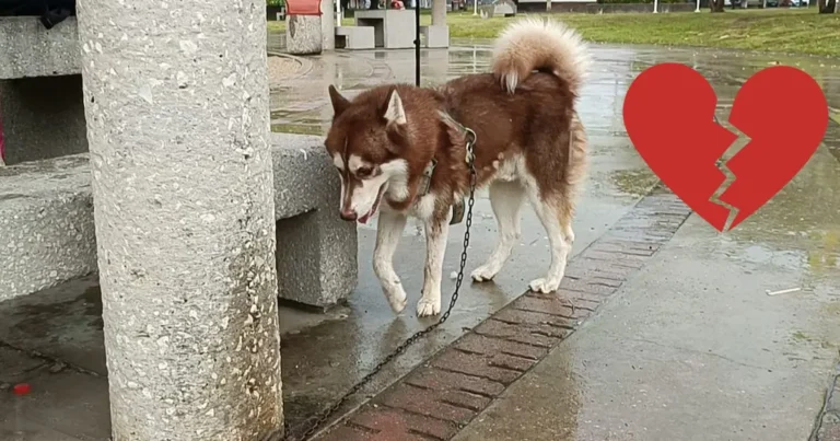 lucas, el husky que recibirá una pensión tras el divorcio de sus dueños en tabasco