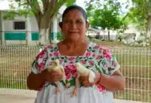 más de 500 aves de traspatio llegan a familias de muna y maxcanú para fortalecer su alimentación