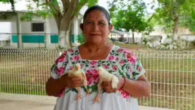 más de 500 aves de traspatio llegan a familias de muna y maxcanú para fortalecer su alimentación