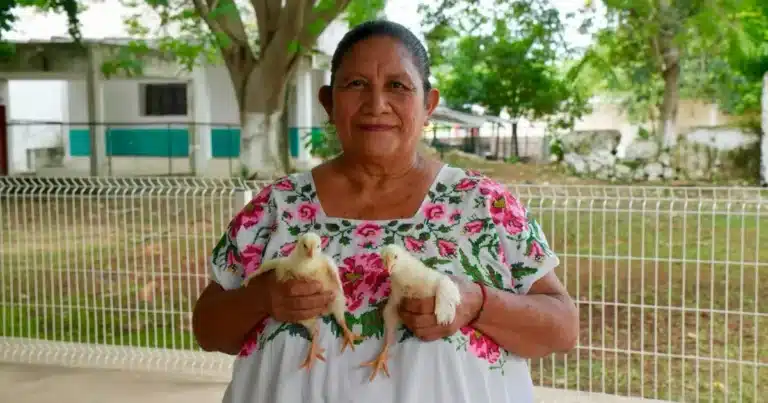 más de 500 aves de traspatio llegan a familias de muna y maxcanú para fortalecer su alimentación