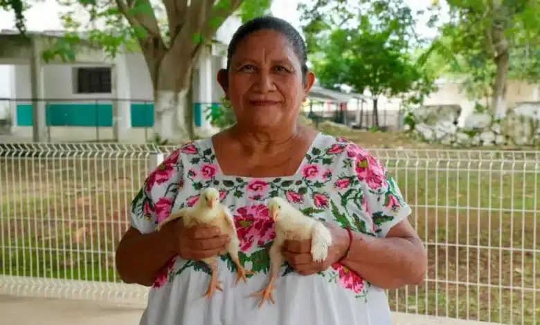 más de 500 aves de traspatio llegan a familias de muna y maxcanú para fortalecer su alimentación