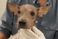 mega operativo de bienestar animal rescata siete animales y mantienen 18 casos en proceso legal