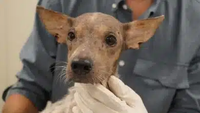 mega operativo de bienestar animal rescata siete animales y mantienen 18 casos en proceso legal