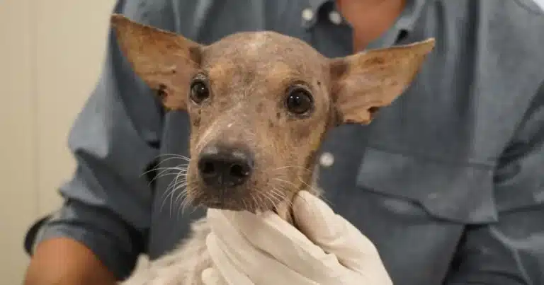mega operativo de bienestar animal rescata siete animales y mantienen 18 casos en proceso legal