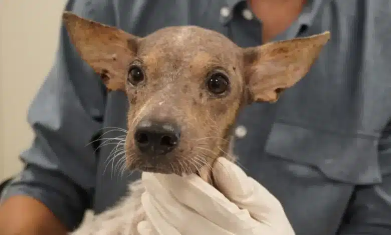 mega operativo de bienestar animal rescata siete animales y mantienen 18 casos en proceso legal