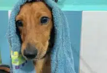 Mérida lanza “Toallatón” para apoyar a animales del CEMAA