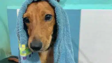 Mérida lanza “Toallatón” para apoyar a animales del CEMAA