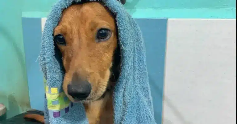 Mérida lanza “Toallatón” para apoyar a animales del CEMAA