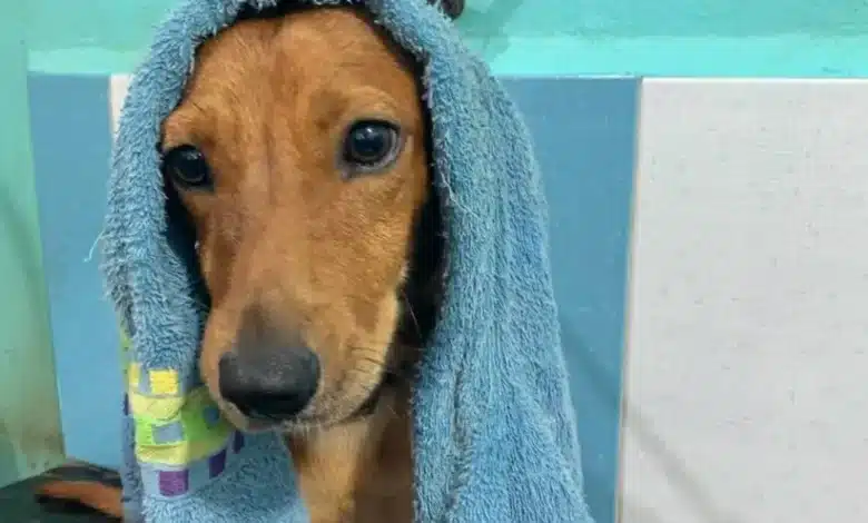 Mérida lanza “Toallatón” para apoyar a animales del CEMAA