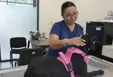mérida llevará campaña gratuita de esterilización a ciudad caucel
