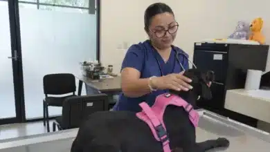 mérida llevará campaña gratuita de esterilización a ciudad caucel