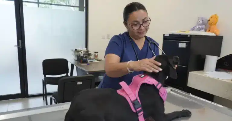 mérida llevará campaña gratuita de esterilización a ciudad caucel
