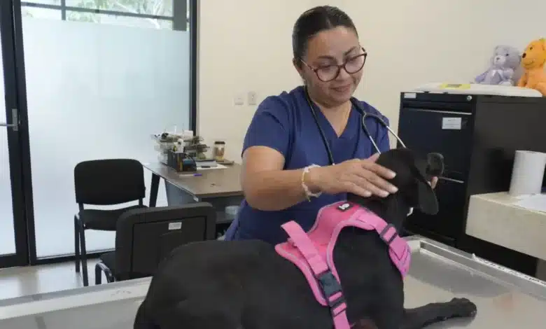 mérida llevará campaña gratuita de esterilización a ciudad caucel