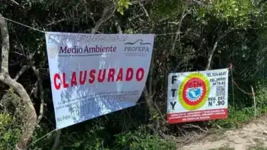 profepa clausura predio de las dunas en chuburná puerto tras denuncias por desmonte