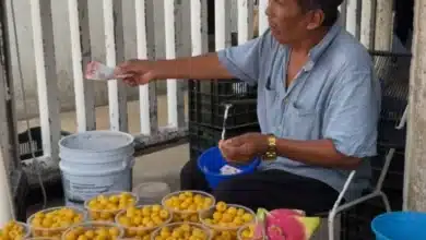 El nance está de regreso: la fruta del verano que conquista mercados y cocinas de Yucatán
