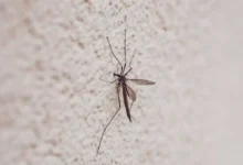 Dengue rompe racha en Yucatán: aparece nuevo caso tras cinco semanas sin contagios