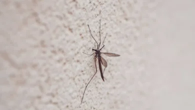 Dengue rompe racha en Yucatán: aparece nuevo caso tras cinco semanas sin contagios