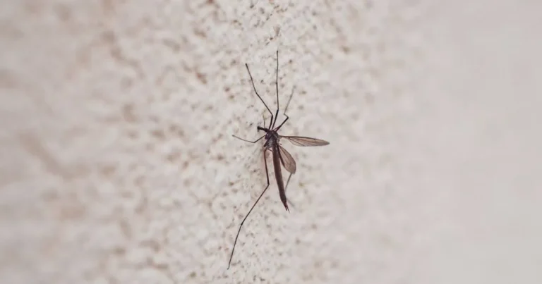 Dengue rompe racha en Yucatán: aparece nuevo caso tras cinco semanas sin contagios