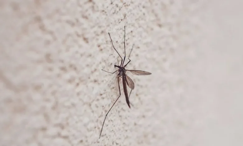 Dengue rompe racha en Yucatán: aparece nuevo caso tras cinco semanas sin contagios