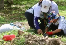 Suman 2 mil árboles plantados en Mérida por la cruzada forestal