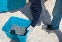 resguardan y liberan 79 crías de tortuga carey en progreso