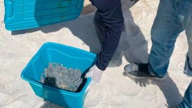 resguardan y liberan 79 crías de tortuga carey en progreso