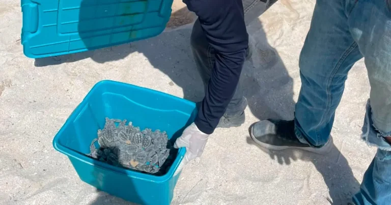 resguardan y liberan 79 crías de tortuga carey en progreso
