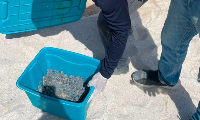 resguardan y liberan 79 crías de tortuga carey en progreso