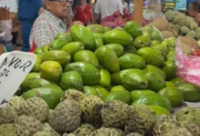 temporada de aguacate en yucatán ofrece piezas desde 15 pesos