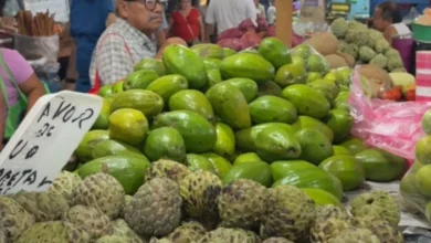 temporada de aguacate en yucatán ofrece piezas desde 15 pesos