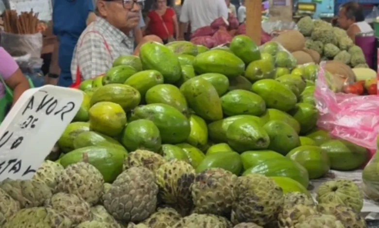 temporada de aguacate en yucatán ofrece piezas desde 15 pesos