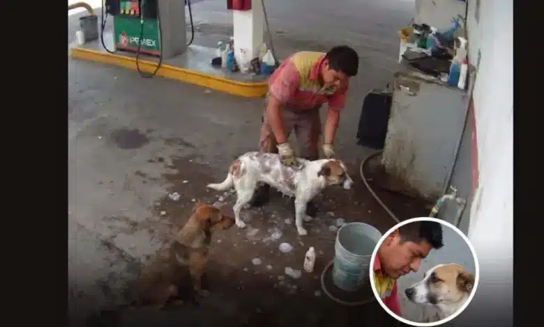 video despiden a empleado en méxico por bañar perros callejeros