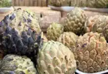 zaramuyo el tesoro del verano en los mercados de yucatán