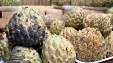 zaramuyo el tesoro del verano en los mercados de yucatán