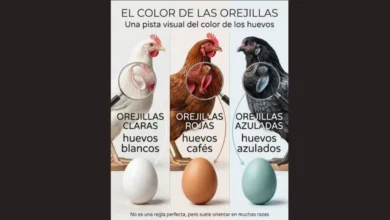 ¿huevos blancos, cafés o azules la verdad detrás de sus colores y cuál es mejor para cocinar