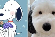 bayley, la perrita que parece un snoopy de la vida real y conquistó las redes