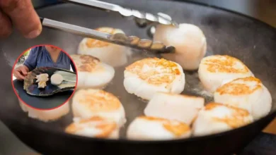 callo de hacha, el tesoro del mar que conquista la gastronomía mexicana