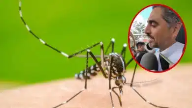 casos de dengue en yucatán caen 83% durante 2026