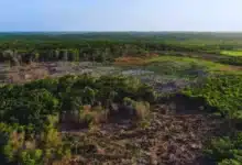 deforestación en yucatán pierde 75 hectáreas al día