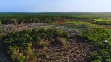 deforestación en yucatán pierde 75 hectáreas al día