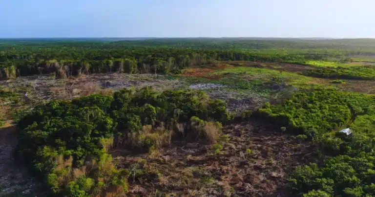 deforestación en yucatán pierde 75 hectáreas al día