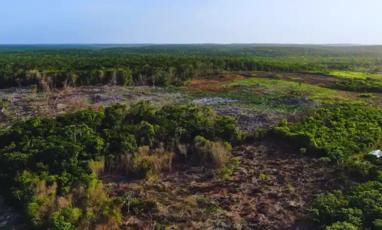 deforestación en yucatán pierde 75 hectáreas al día