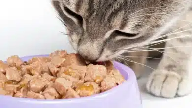 Marcas de alimento húmedo para gato (Foto de internet)