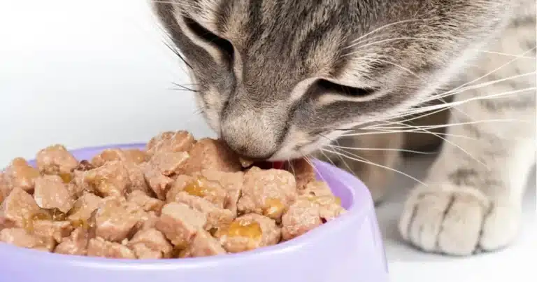 Marcas de alimento húmedo para gato (Foto de internet)
