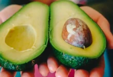 Se necesita reabrir frontera al aguacate mexicano a la brevedad (Foto de internet)