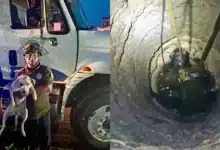 Rescatan a “Perla” tras caer a un pozo de ocho metros en Kanasín (Fotos de cortesía)