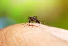 Dengue baja 53.5% en Yucatán (Foto de internet)