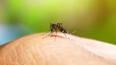 Dengue baja 53.5% en Yucatán (Foto de internet)